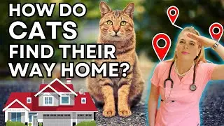 How Cats Find Their Way Home!? | Veterinarian Simply Explains