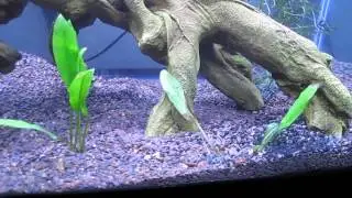 56 Gallon Tank w/ new light