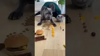 I Challenged My Dog to Eat FAST&hellip; You Won&rsquo;t Believe What Happened! 😱🤣 #shorts #dogs #funny #challenge