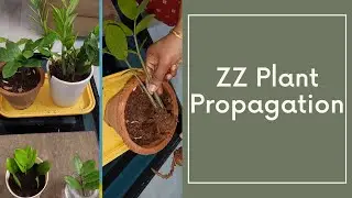 How to propagate ZZ plant from stem cuttings SOIL VS WATER with 100% SUCCESS(With Update) in English