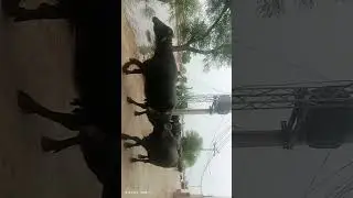 Buffalo Bath Time in Village | Relaxing Water Scene&rdquo;