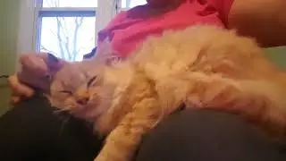 Adoptable cats Nov 5 Ca-r-ma Cat Rescue, Moncton Chapter