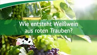 Wei&szlig;wein aus roten Trauben: Wie geht das?