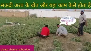 @# How saudi arab farmers produce/Vegetable Farming in Saudi Arabia/​Saudi Arab ke khet / @# ⁠viral