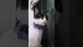 samahan ko daw siya mangmarites #cat #youtubeshorts #marites #meow #petlover #catlovers #pets