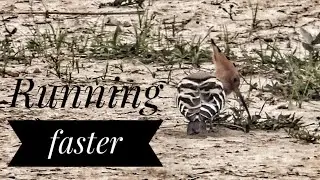Hoopoe/Upupidae