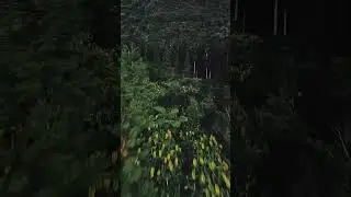 Drone floated over Green forest #r&eacute;unionisland #folkgreen #forest #escapeworld #beautiful #ytshort