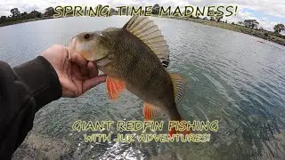 CRAZY REDFIN PERCH FISHING PT.1! | The Search For A 50cm Redfin #redfin #perch #pond