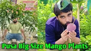 Pusa big size mango Plants,, big deshi Rangeen prajati Aam ke paudha Green House Nursery Kolkata 