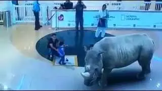 7D Laser Animal Show at Dubai Mall