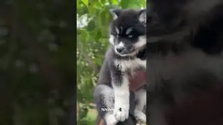 Husky | Blue eyes | Bangalore #husky
