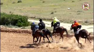 سباق الخيول البربرية بميدان المكناسي 17 مارس 2017 تسجيل السرعة 67,2 كم في الساعة