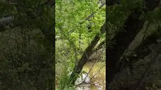 Rare heron