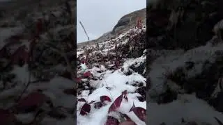 First snowfall at Rohtang || 4 October 2021 #shorts #rohtangpass #himachalpradesh #snowfall