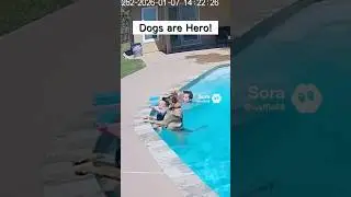 When Dogs Save Babies!