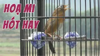 CHIM HOẠ MI H&Oacute;T GIỌNG RỪNG CỰC HAY - TIẾNG LUYỆN GIỌNG HOẠ MI H&Oacute;T HAY - HOẠ MI H&Oacute;T ĐẤU #0374961666