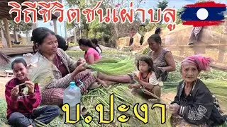 เที่ยวชมวิถีชีสึ