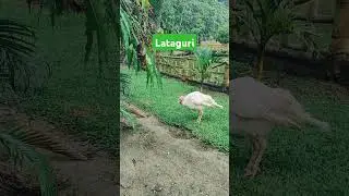 Dreamland Resort Lataguri #lataguriforest #westbengal #ranchifoodblogger #dreamland #jharkhand