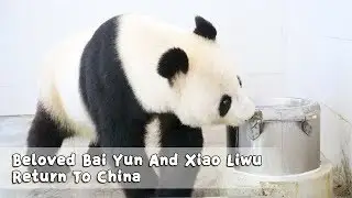 Beloved Bai Yun And Xiao Liwu Return To China | iPanda