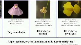 Angiospermas, ordem Lamiales, fam&iacute;lia Lentibulariaceae pinguicula utricularia vulgaris angiosperms