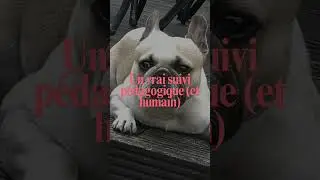 8 raisons pour lesquelles Snob Dog Academy, c&rsquo;est pas une formation comme les autres #snobdogacademy