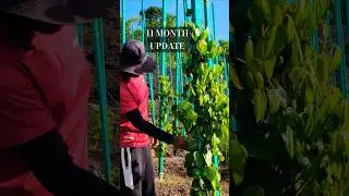 black pepper farming #blackpepper #pepperfarm #agriculture
