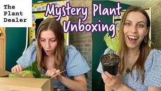 Unbox Mystery Rare Plants with Me! Subscription House Plant Box Opening from The Plant Dealer