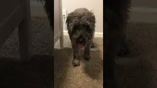 Just another average day🤣🐶 #dog #cute #funny