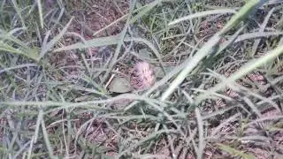 How small insects eat food.#Natureandus