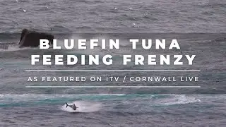 Bluefin Tuna Feeding Frenzy - Featured on ITV / Cornwall Live, Lands End, Cornwall, UK