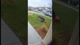 Bad parenting or great dog? 🤯 #doorbell #crazy #dog #viral #subscribe