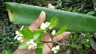Coloque BABOSA em suas PLANTAS e VEJA O INCRÍVEL RESULTADO!!