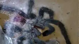Avicularia huriana