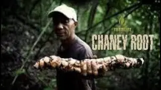 Unlock the Power of Chaney Root
