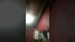 jilguero todo trino y prio