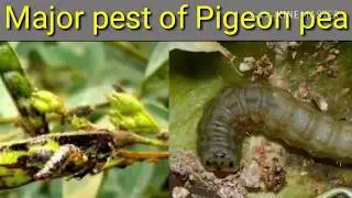 Major insect pest of Pigeon pea
