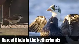 Rarest Birds in the Netherlands with Spectacled Eider, week 4, 2025
