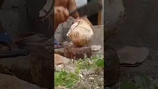 Ripe coconut cutting #vidioviral #food #vidioshort #fruit #satisfying