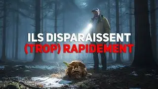 L'urgence de trouver des corps en for&ecirc;t