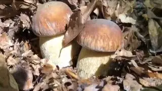 FUNGHI PORCINI: quando sei NEL POSTO GIUSTO AL MOMENTO GIUSTO! 