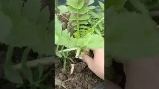 🥕  25 Days Me Fresh Mooli | Kitchen Garden Success