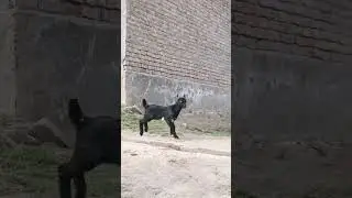 #makhicheenigoats #betalgoat #rajanporigoat #kamorigoat #taddybakra