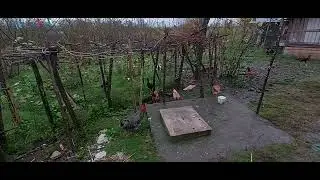 panzer hint horozumun sabah neşesi