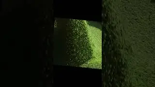 Green Pea Harvest &ndash; From Field to Freshness