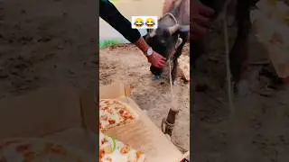Cow eating Pizza😂😂😂 #pindawale #cow #pizza