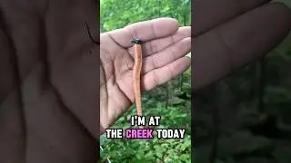 Bot worm and shallow water monsters