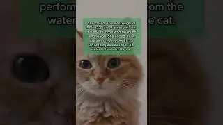Cats and Islam 🐈 #catsoftiktok #muslimtiktok #sunnah #muslimpro #muslim