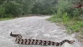 Keep you and your family safe from dangerous wildlife
