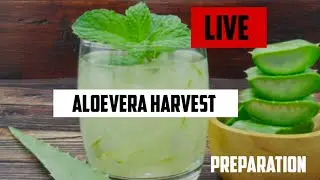 ALOEVERA plant JUICE MAKING preparation Kanishtha Sharma #PLANTOHOLICS is live!