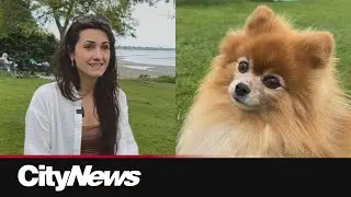 Frequent flyer pup rejected after rule change